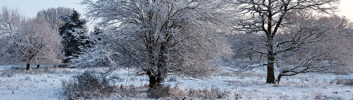 Fliegenbergheide, Wahner Heide, im Januar, Foto: Stefan Pütz