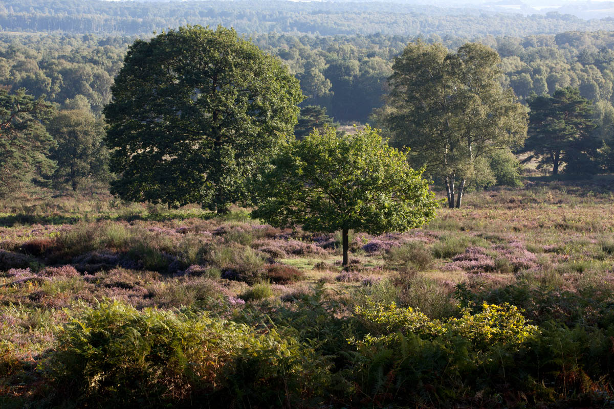Die Wahner Heide rund um den Telegraphenberg – zur Zeit der Heideblüte