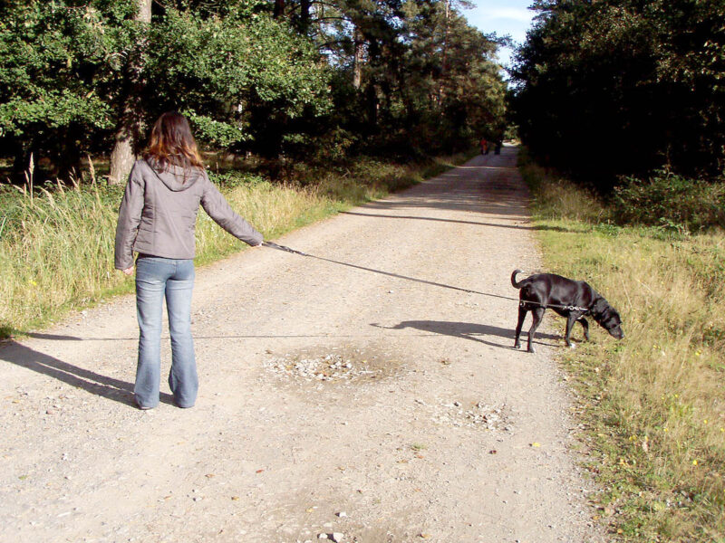 Spaziergängerin mit Hund