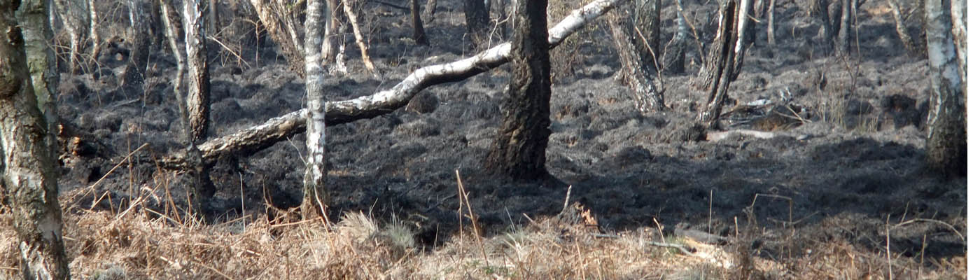 Der Brandherd vom Wanderweg Planitzweg aus gesehen, am 08.04.2017, drei Tage nach dem Brand.