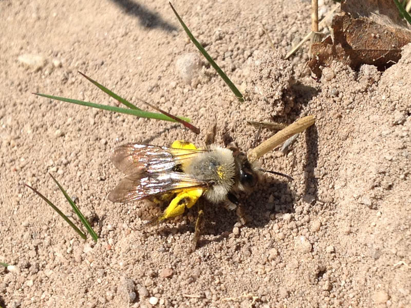 Wanderung zu Wildbienen und ihren Futterpflanzen