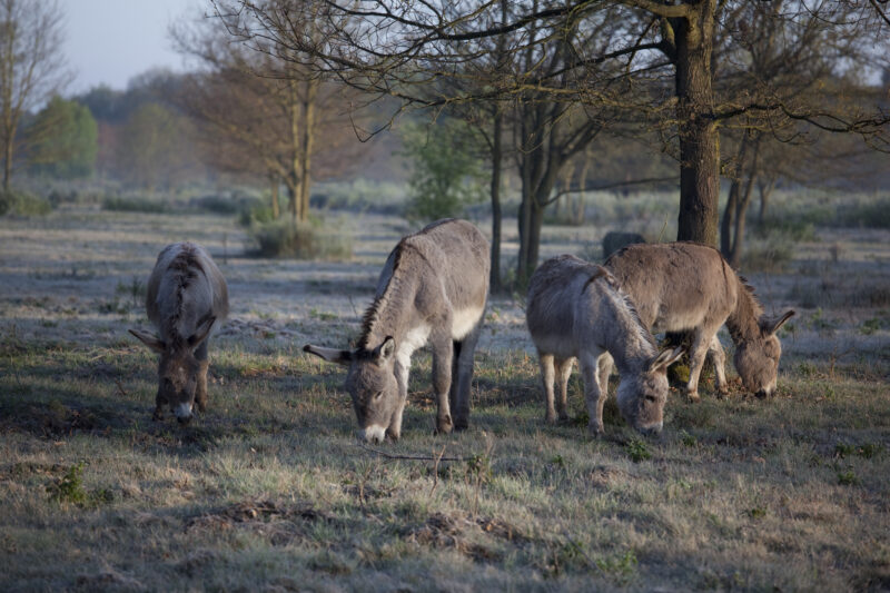 Esel im Geisterbusch, Foto: Stefan Pütz