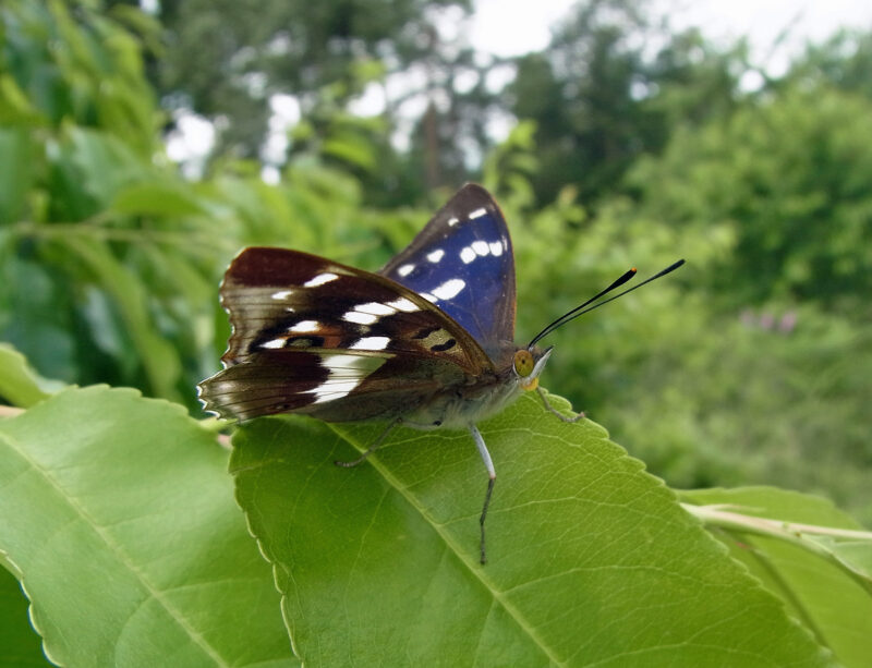 Großer Schillerfalter