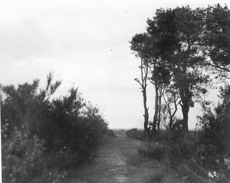 Krüppelkiefern am Weg, Foto: Hubert Iven 1937-1942.