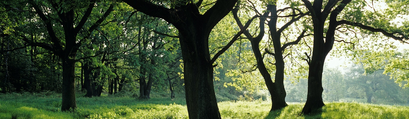 Wald, Altenrather Gemeen