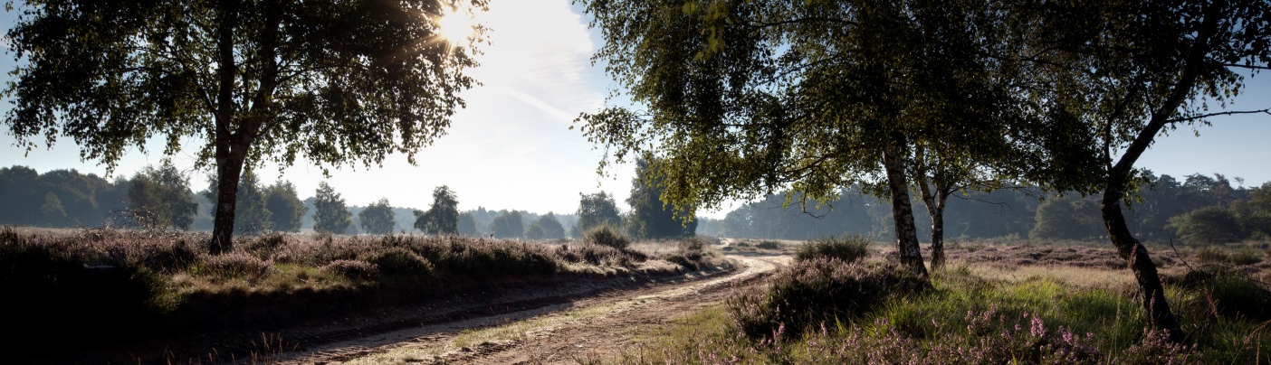 Binnendünen in der Wahner Heide