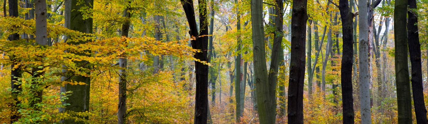 Herbstwald