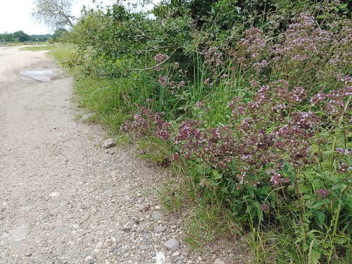 Kräuterwanderung durch die Wahner Heide