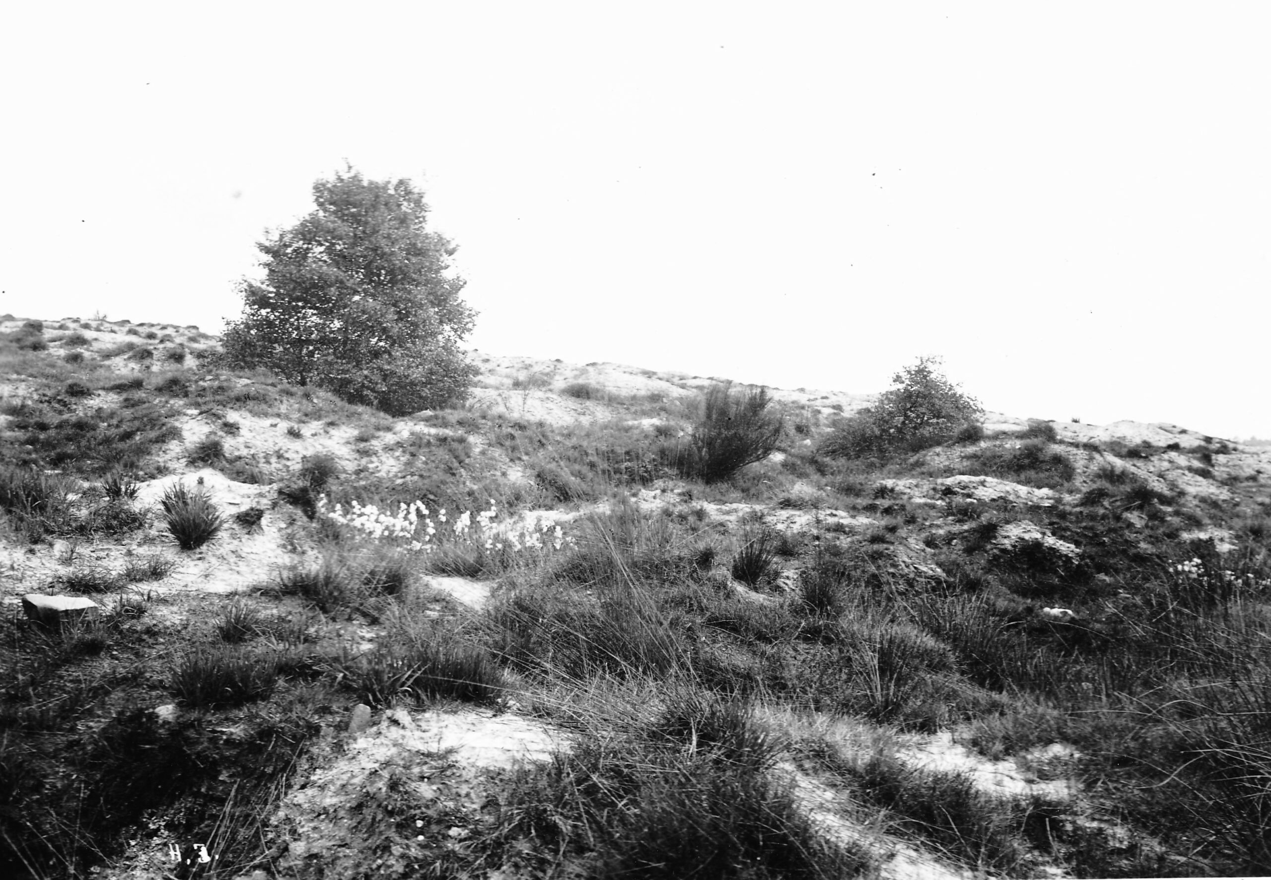 Vegetation Trichterfelder Moltkeberg, Foto: Hubert Iven