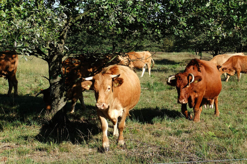 Glanrinder in der Wahner Heide