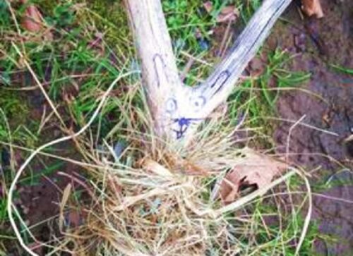 hase-landart2