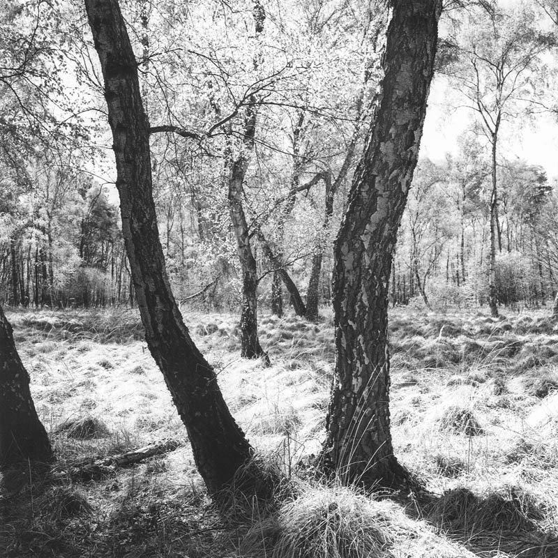 Ausstellungseröffnung: Wahner Heide – revisited