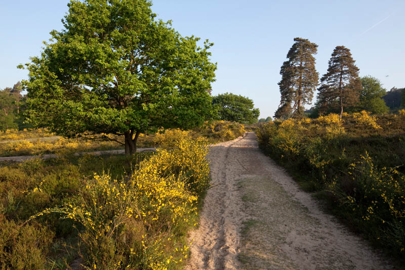 Von Camp Spich nach Troisdorf