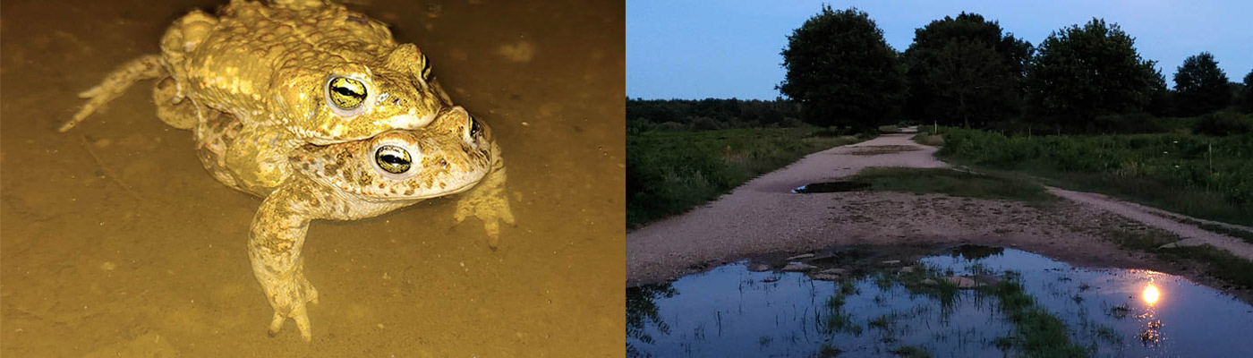 Kreuzkröten im Geisterbusch, Wahner Heide