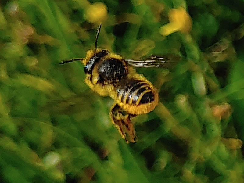 Vortrag: Ein Summen und Krabbeln all überall