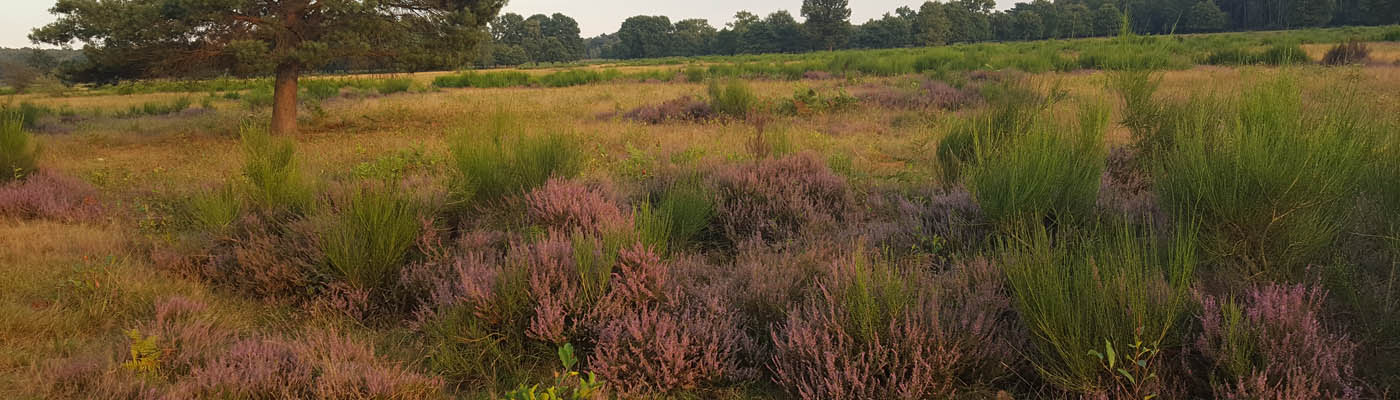 Geisterbusch Wahner Heide, Heideblüte August