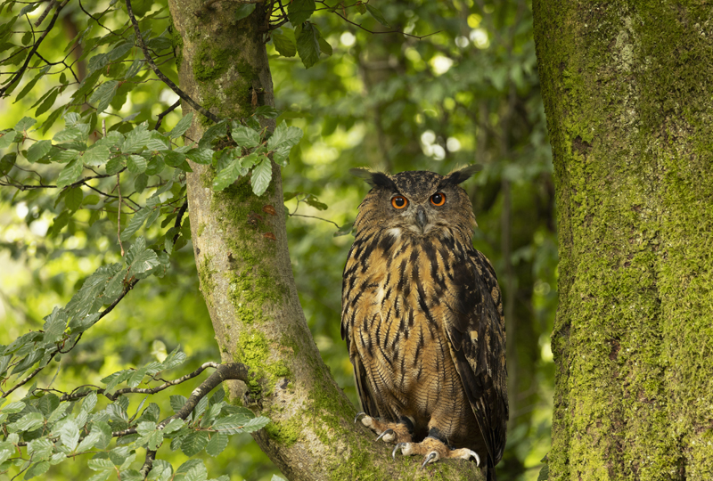 Blick in die Kinderstube des Uhus