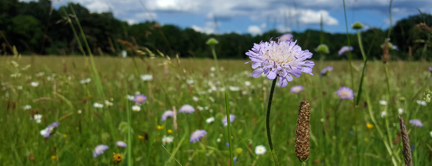 Wiese Iddelsfelder Hardt