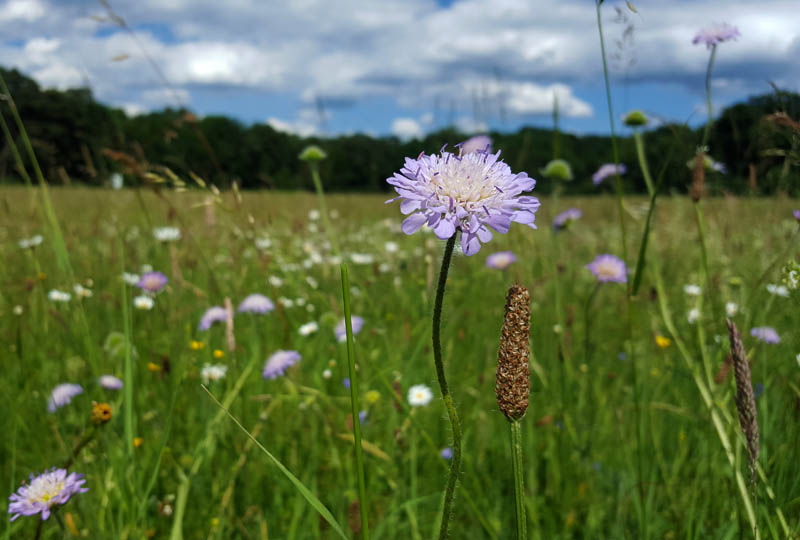 Grünlandvegetation: von der Heide bis zur Intensiv-Fettwiese