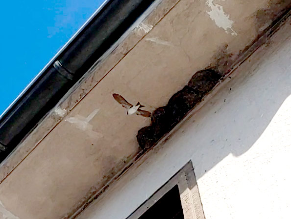 Bau von Schwalbennestern