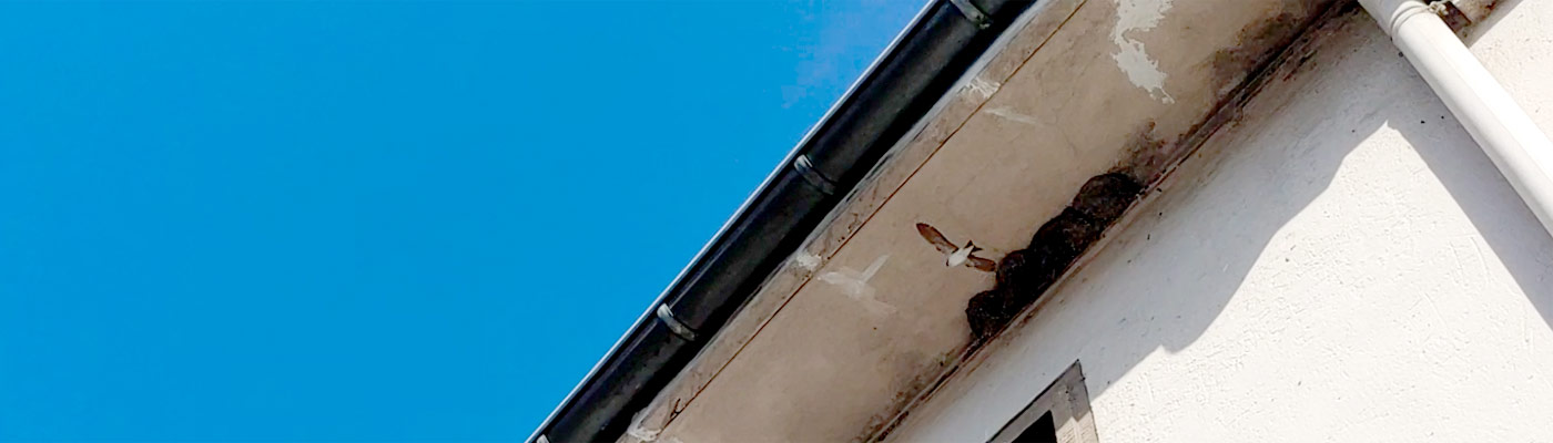 Mehlschwalbe an Nest