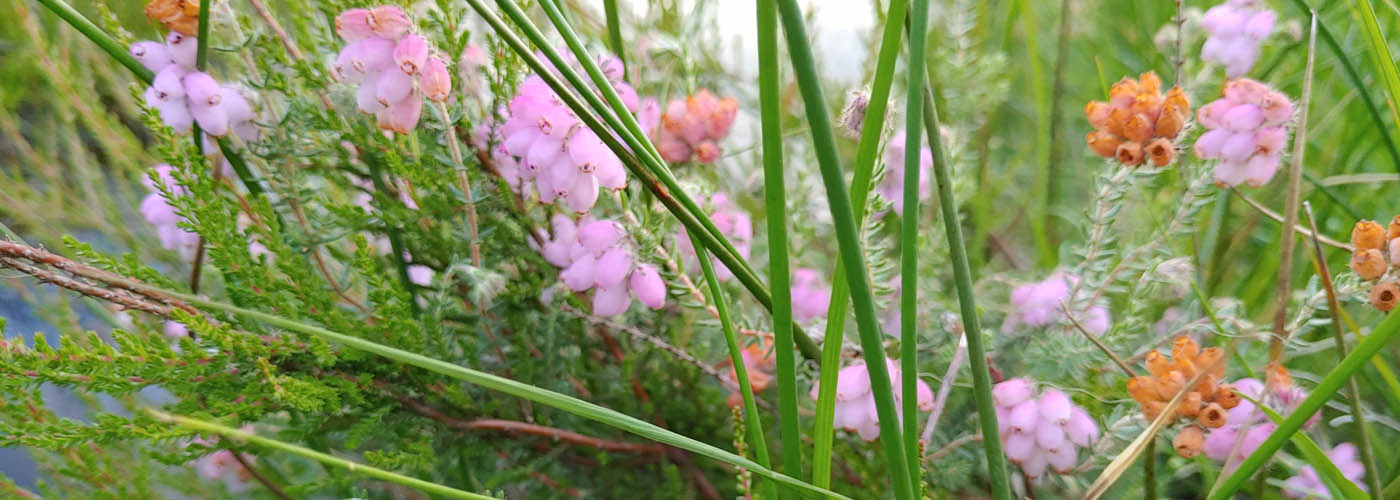 Glockenheide im Herfeld-Moor