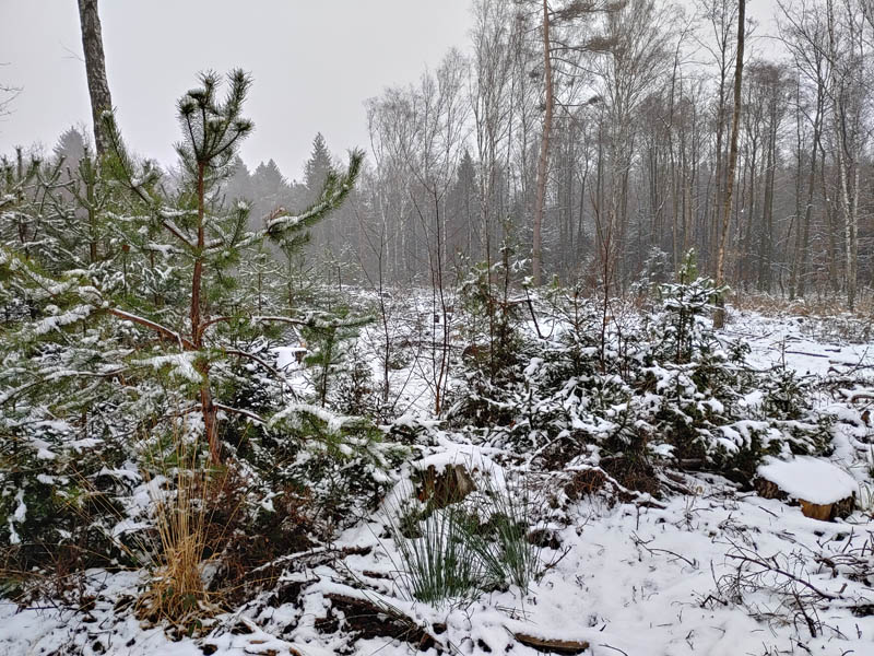 Wintergrün & Tannenduft – Nadelbäume kulinarisch und kreativ – ausgebucht –