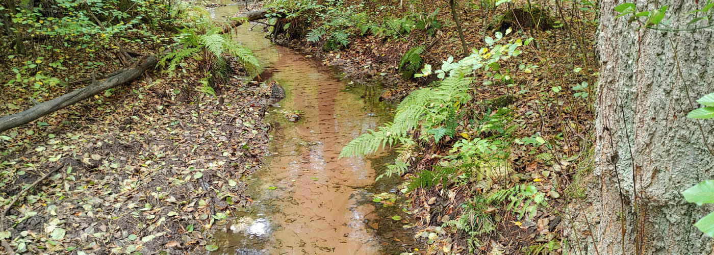 Kurtenwaldbach Wahner Heide